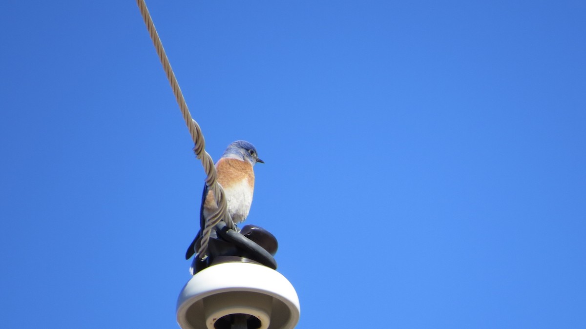 Western Bluebird - Merri R