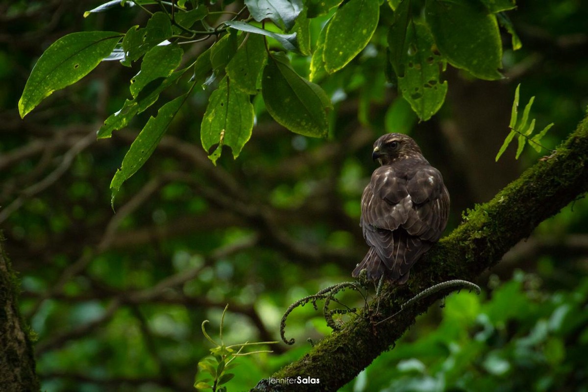 Broad-winged Hawk - Steven  Herrera