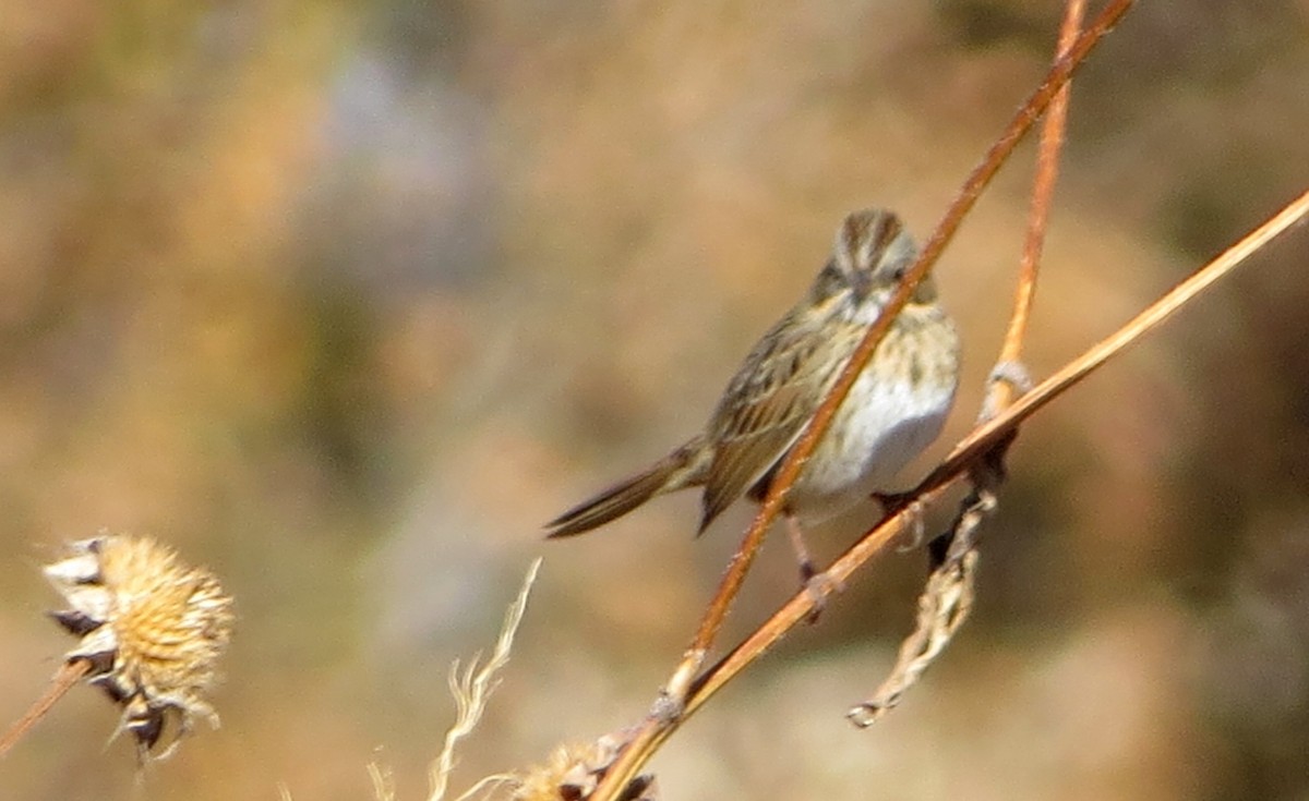 Lincoln's Sparrow - ML124330771