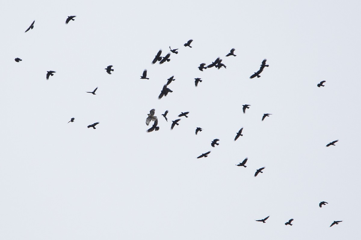 Red-tailed Hawk - ML124330961