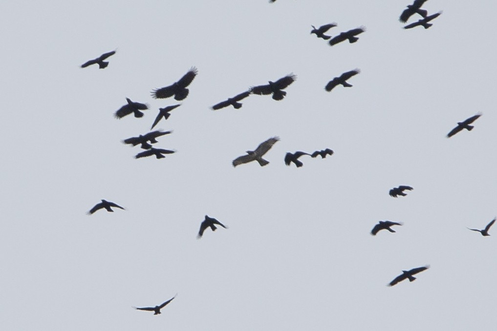 Red-tailed Hawk - ML124331121