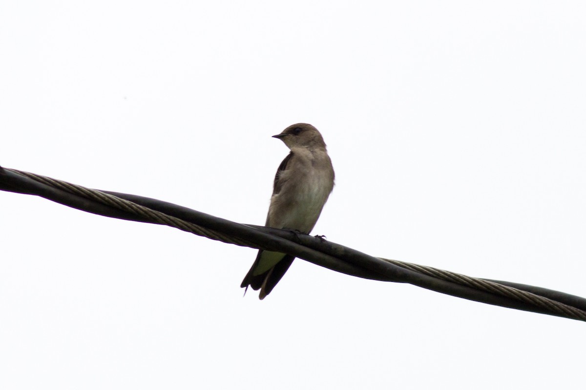 Golondrina Aserrada (grupo serripennis) - ML124333431