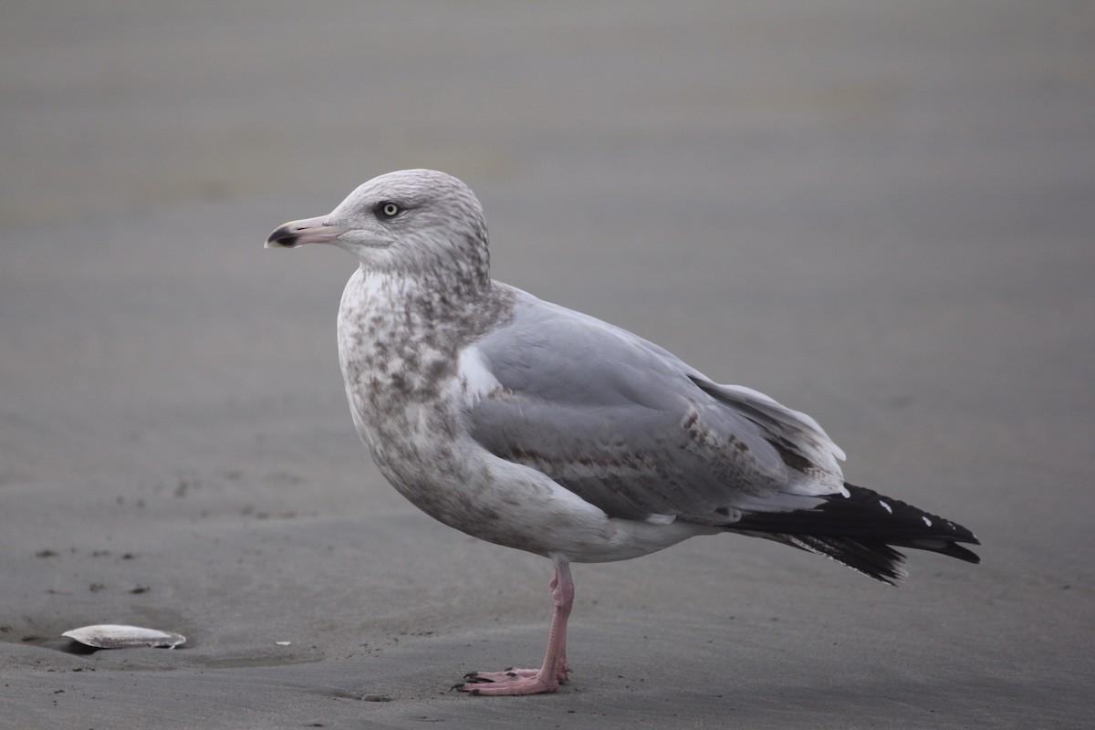 Herring Gull - ML124333451