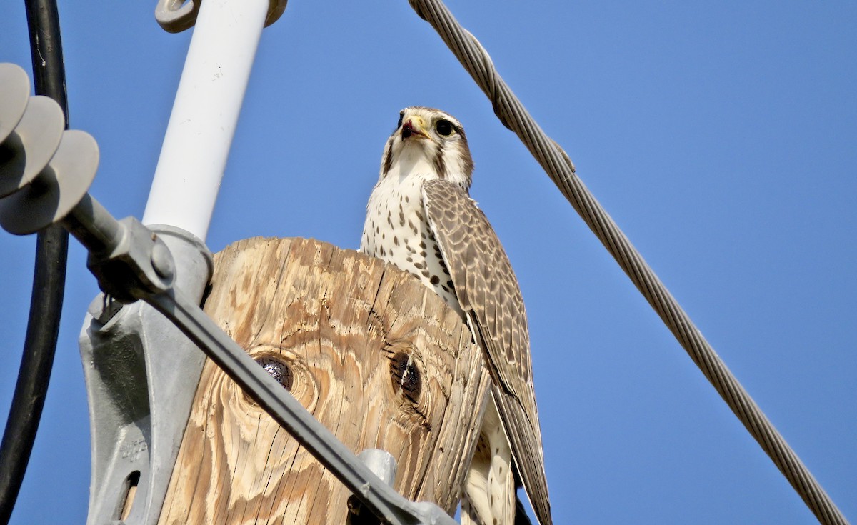 Prairie Falcon - ML124334041