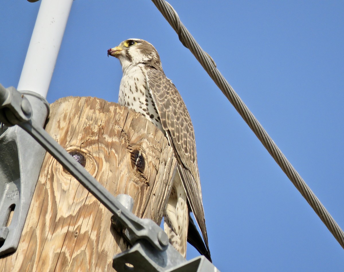 Prairie Falcon - ML124334051