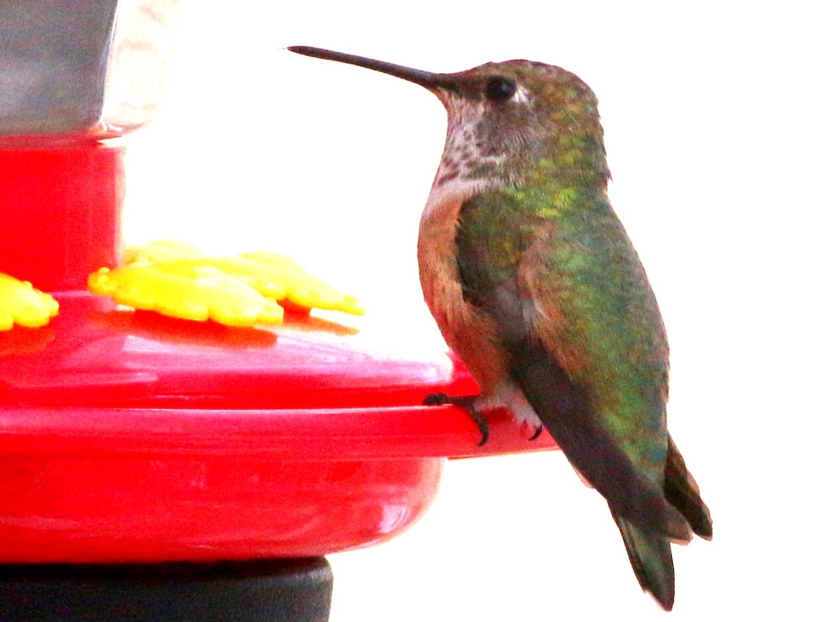 Rufous Hummingbird - ML124335171