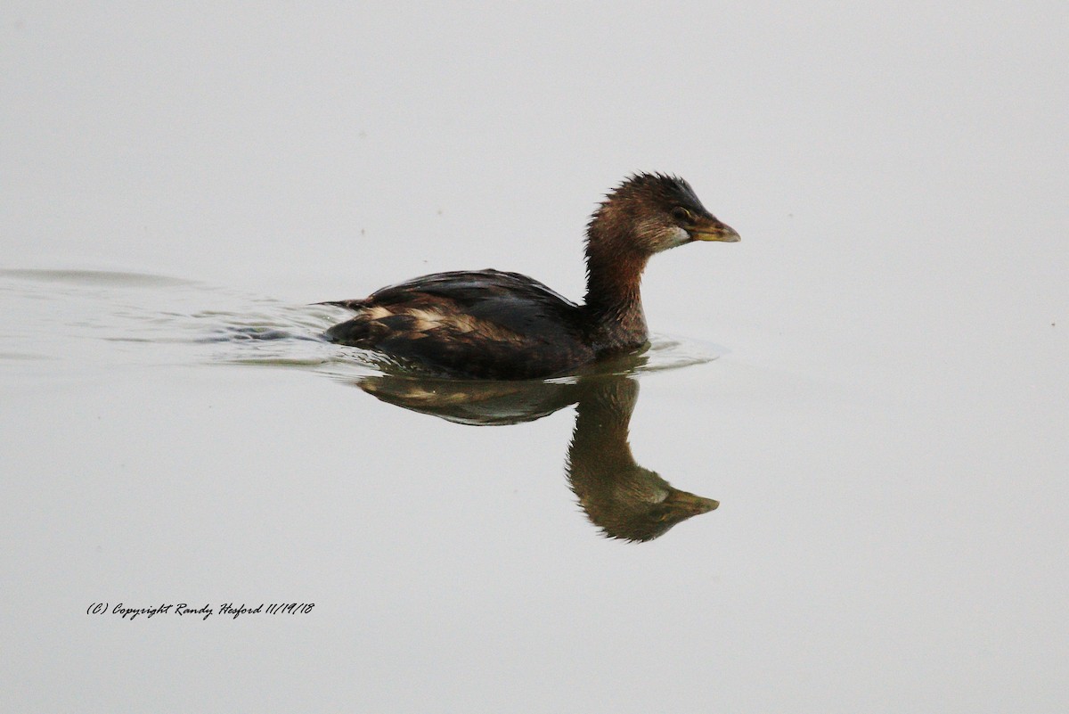 Pied-billed Grebe - ML124335691