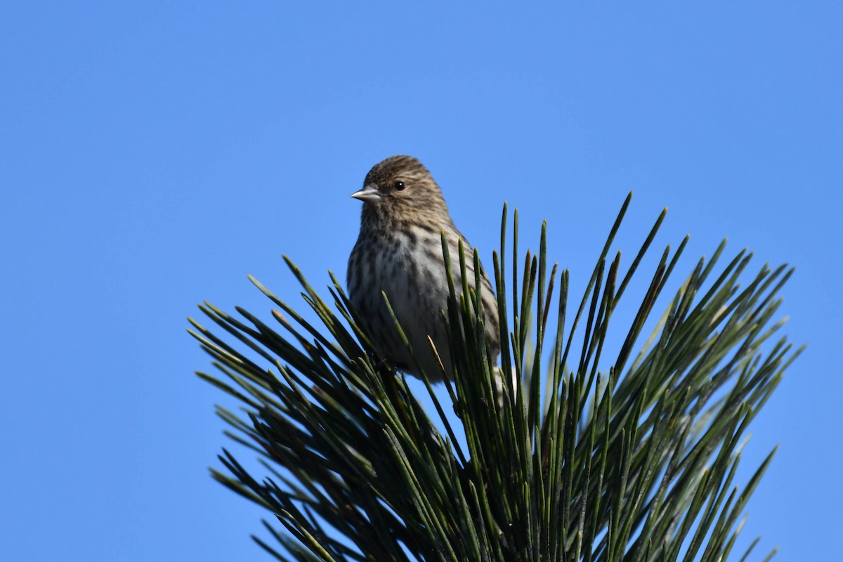 Pine Siskin - ML124336991