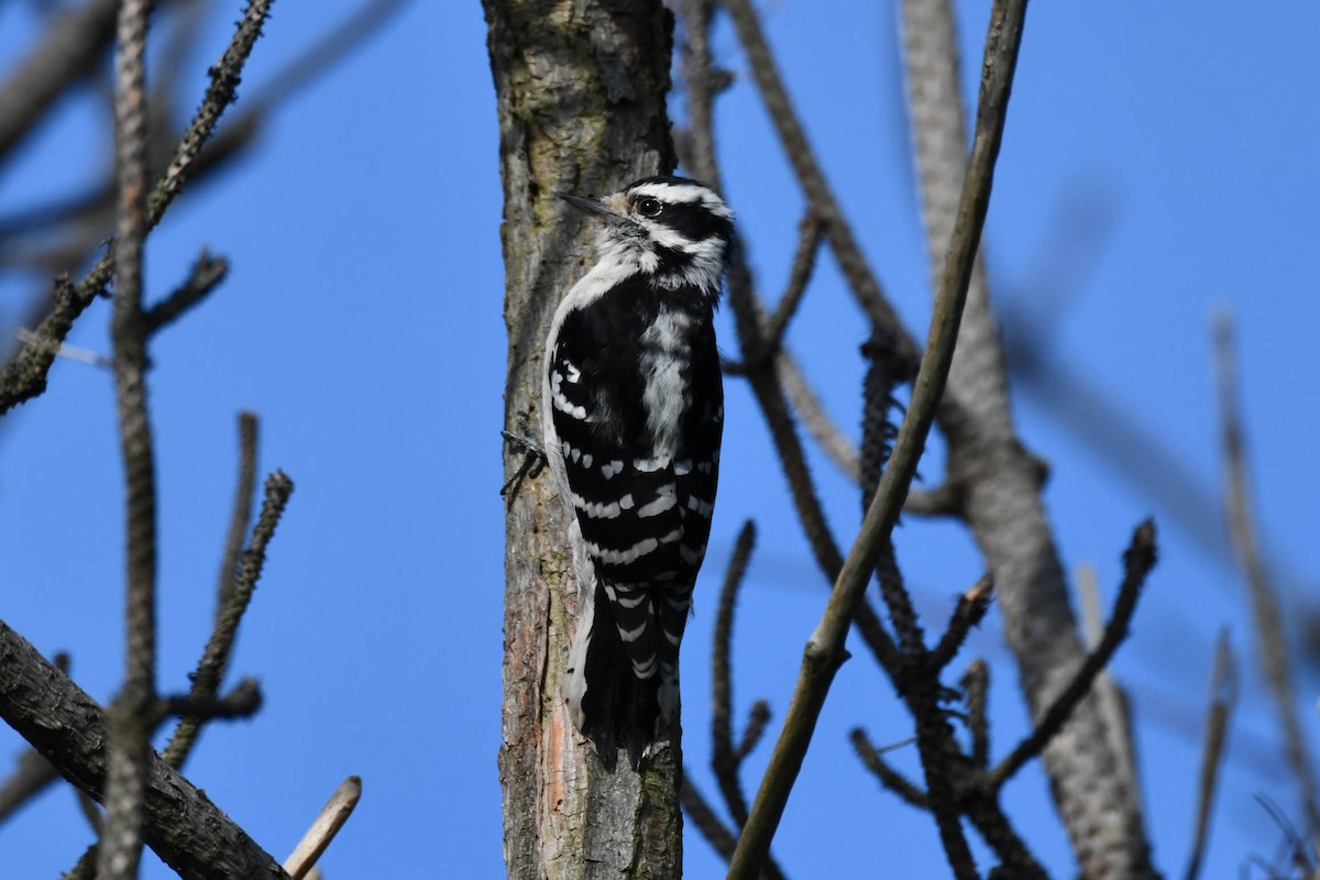 Downy Woodpecker - ML124337481