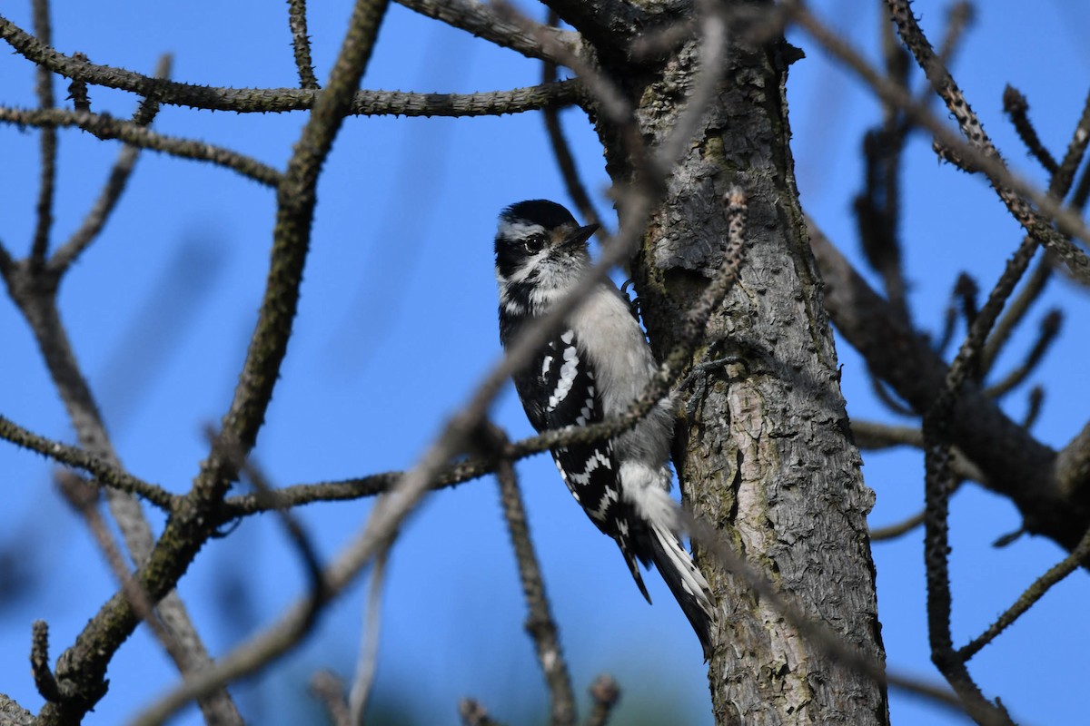 Downy Woodpecker - Michael Hyman