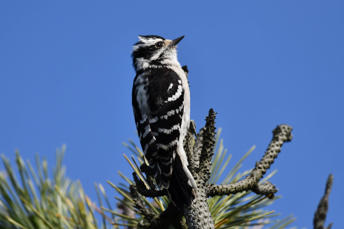 Downy Woodpecker - ML124337991