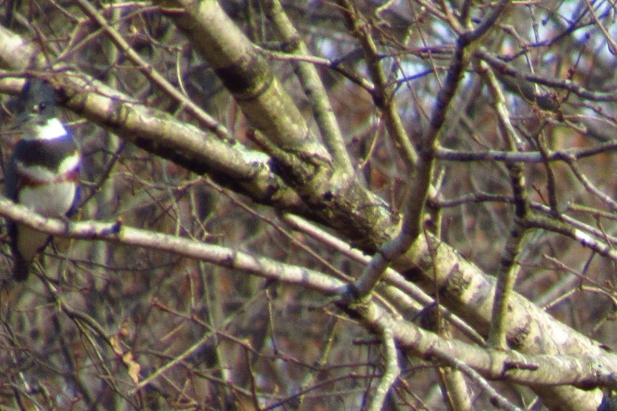 Belted Kingfisher - ML124338371