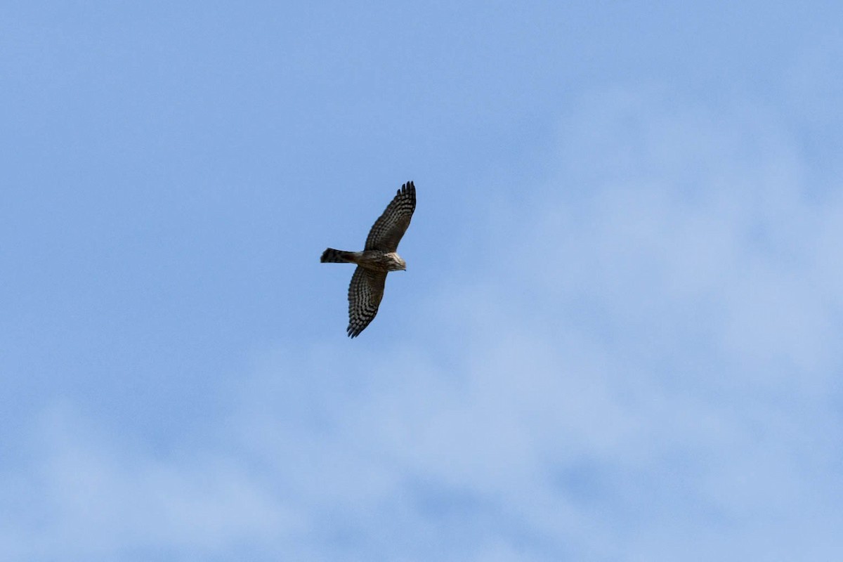 Sharp-shinned Hawk - ML124338391