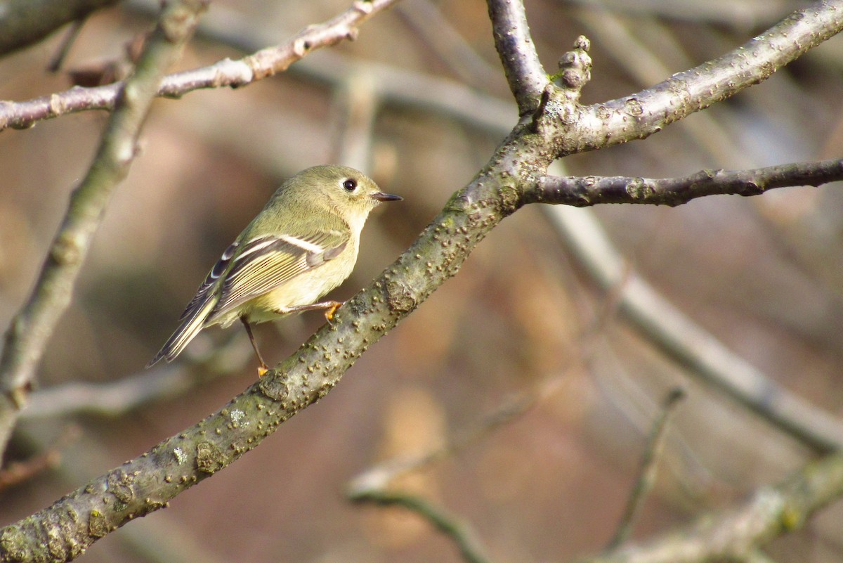 Ruby-crowned Kinglet - ML124338461