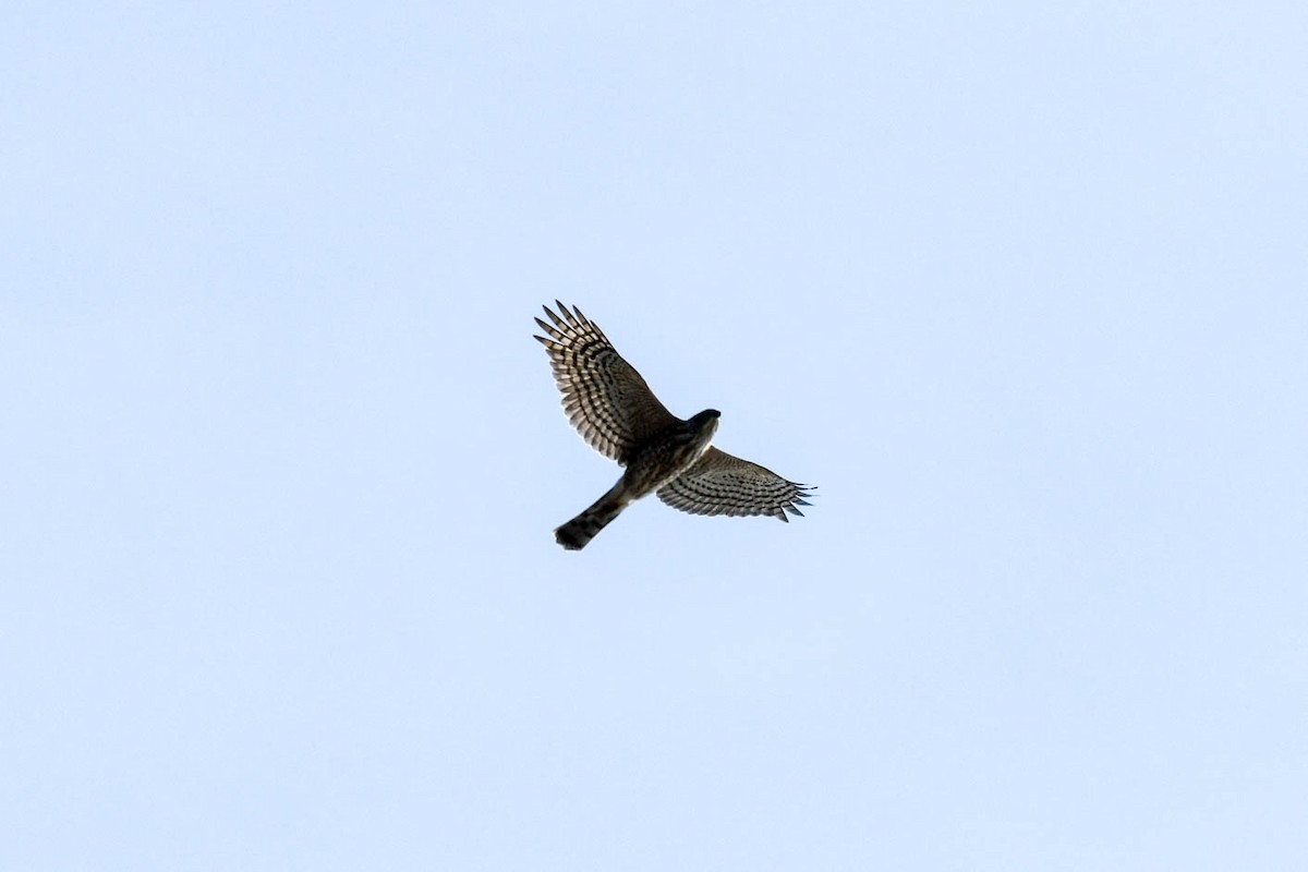 Sharp-shinned Hawk - ML124338501