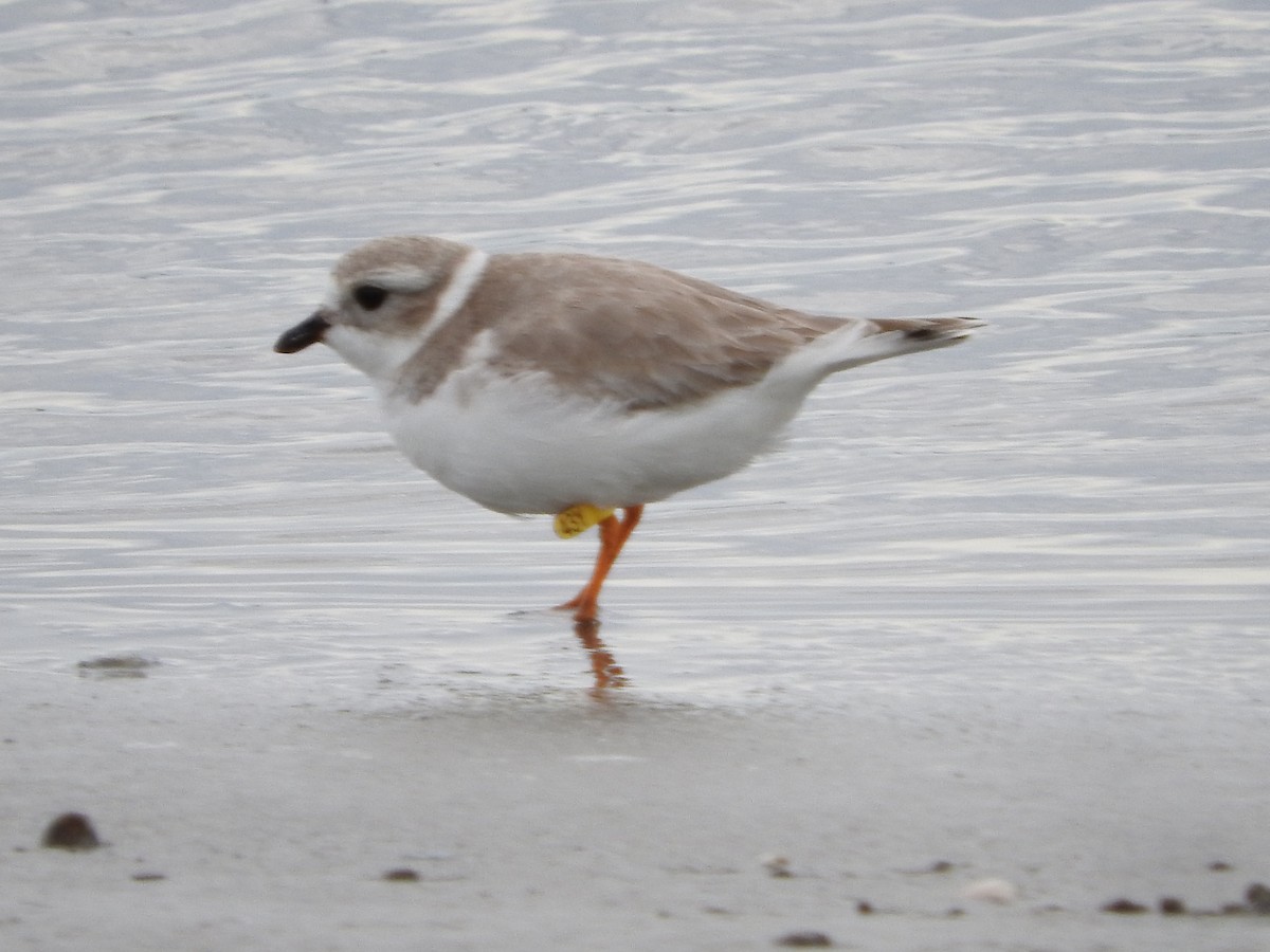 Piping Plover - ML124339171