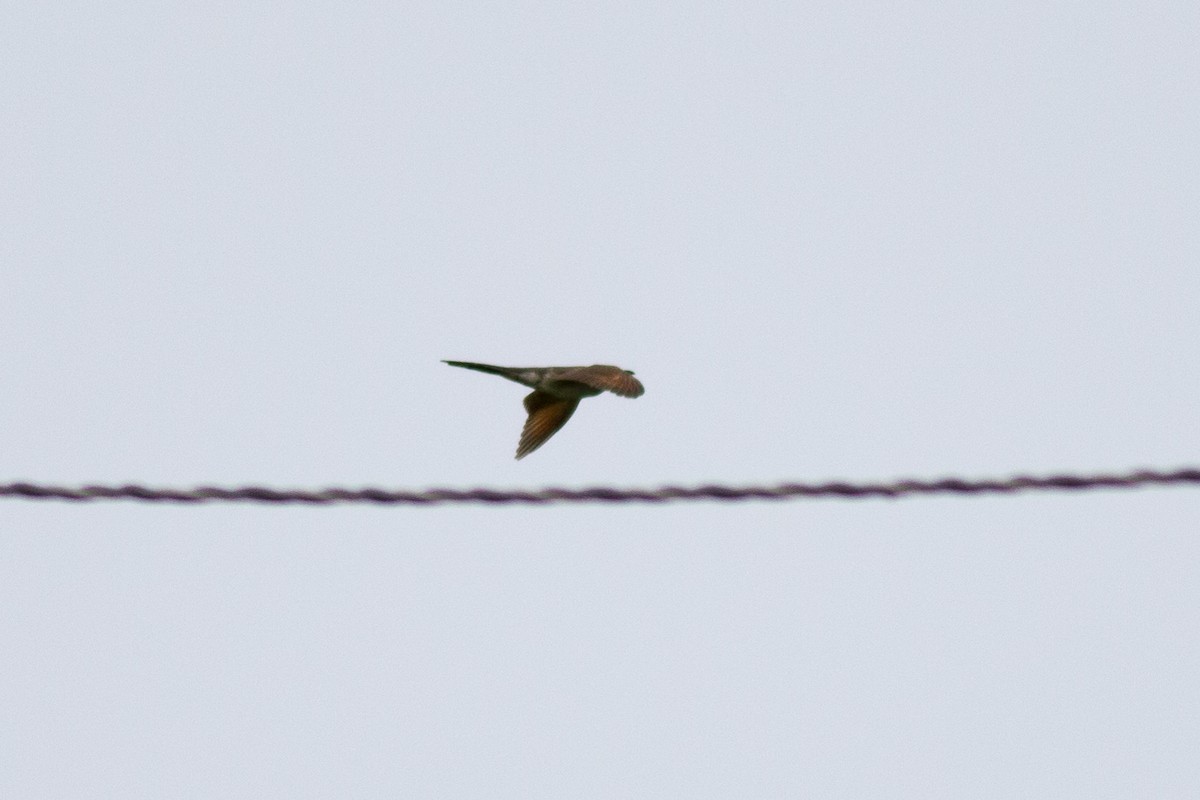 Yellow-billed Cuckoo - ML124339681