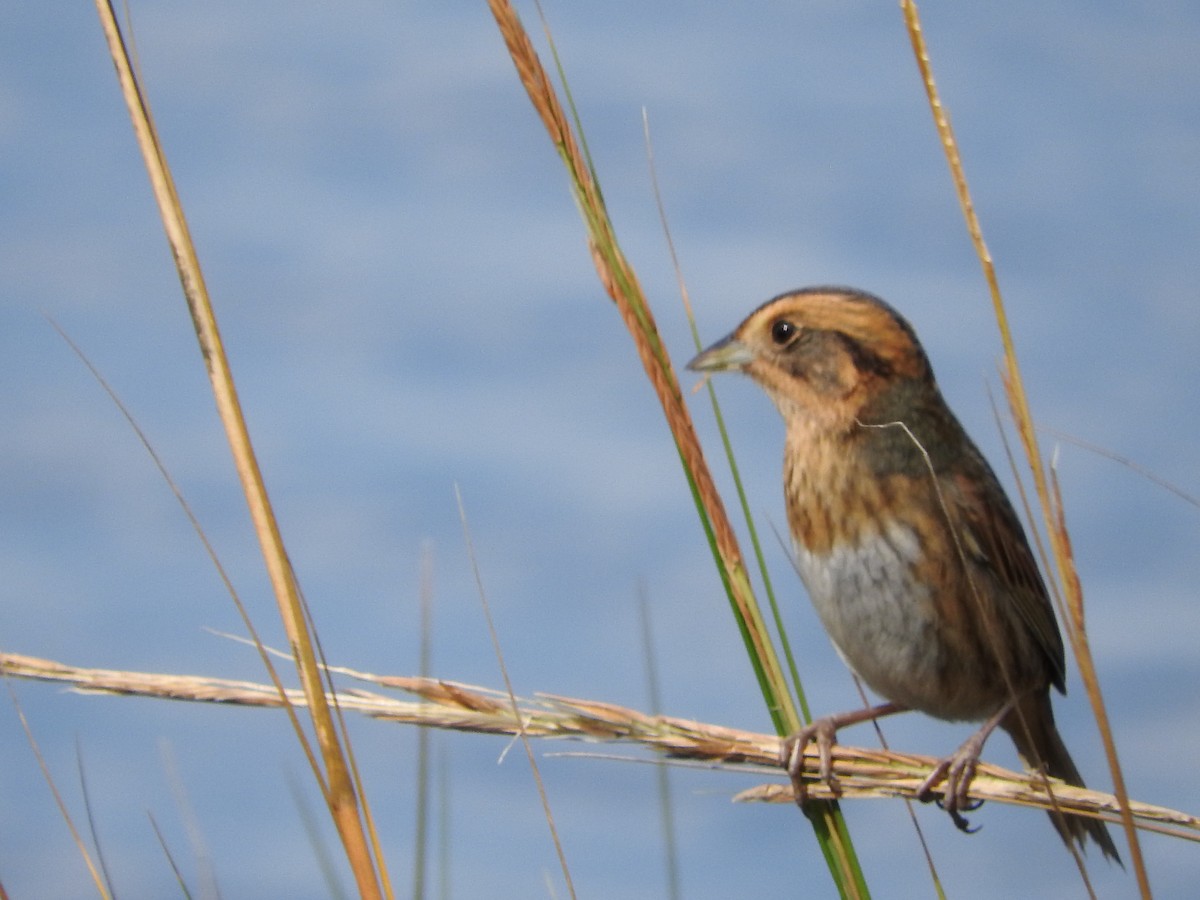 Nelson's Sparrow - ML124339691