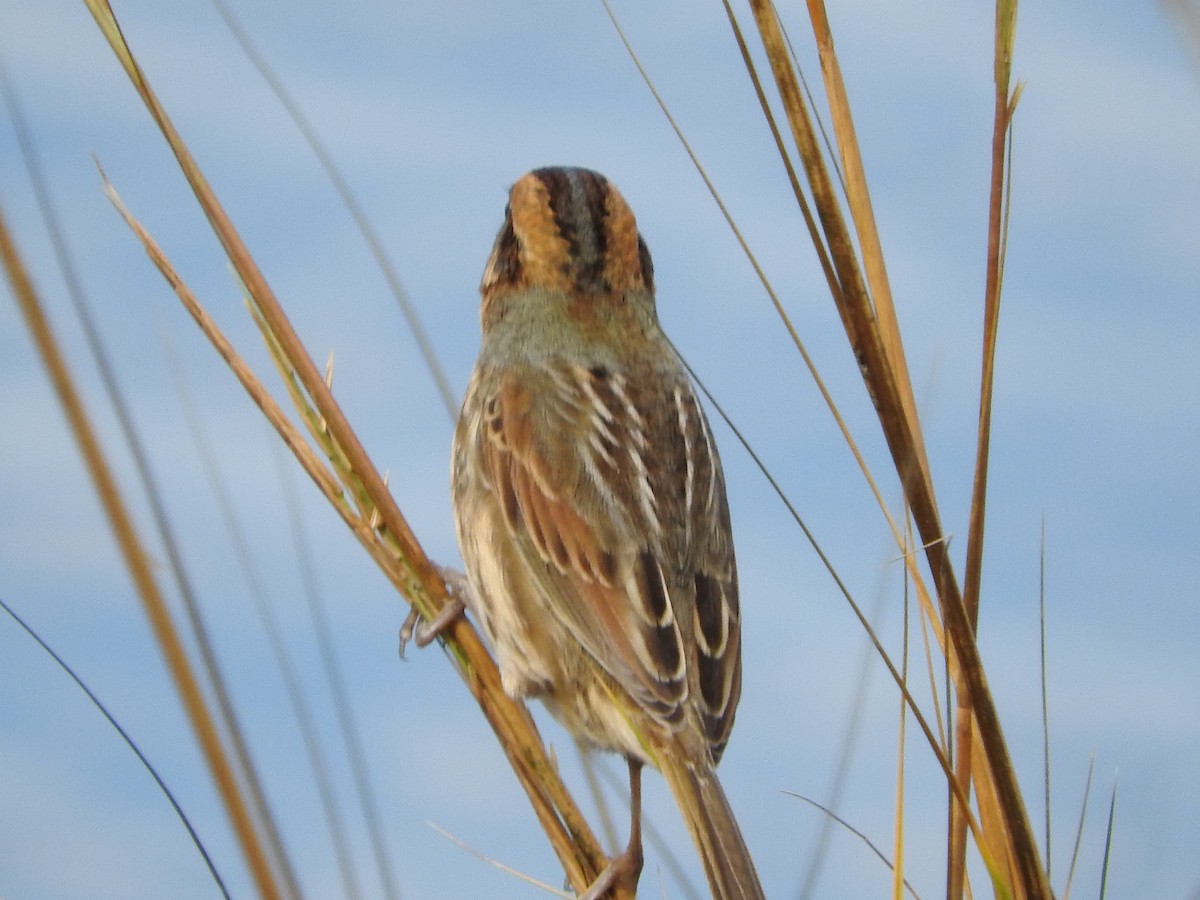 Nelson's Sparrow - ML124339791