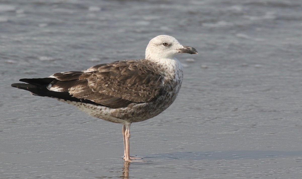 Lesser Black-backed Gull (graellsii) - Jonah  Benningfield