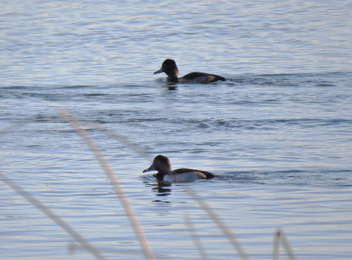 Ring-necked Duck - ML124343591