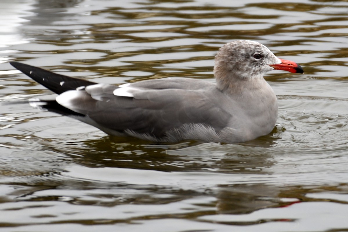 Gaviota Mexicana - ML124344211