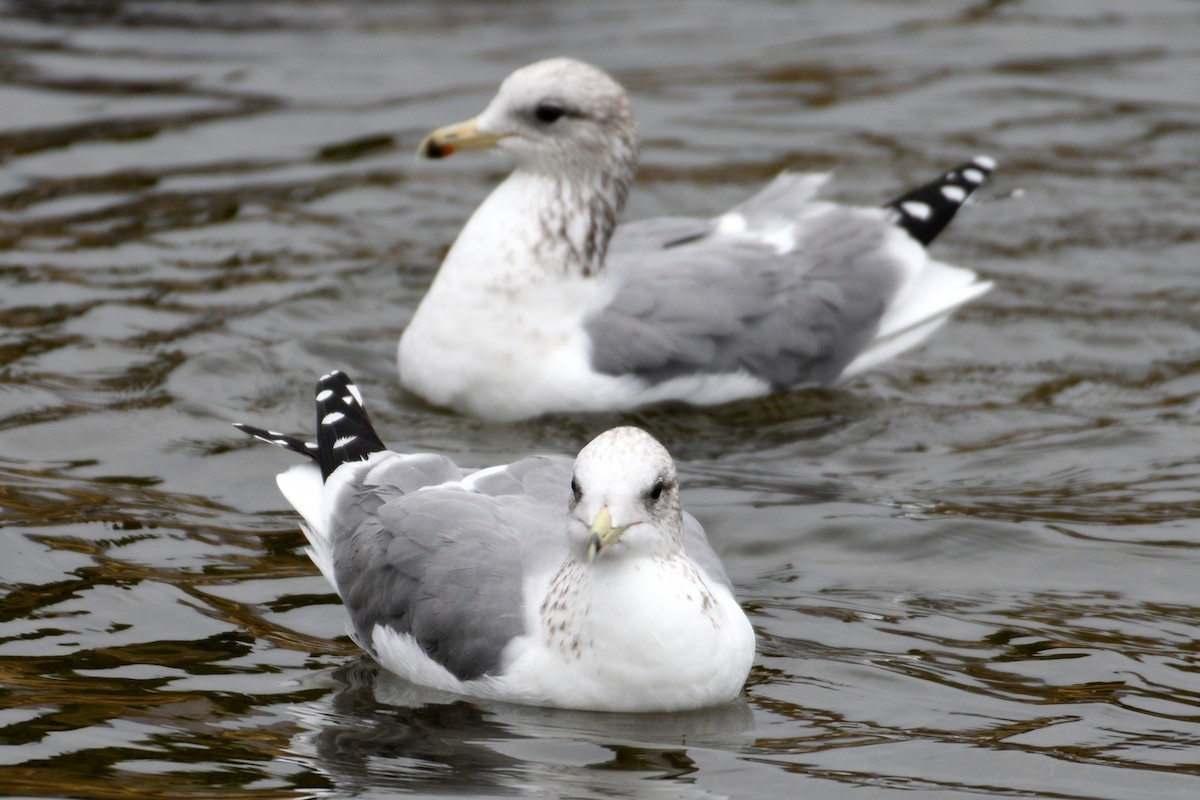 Gaviota Californiana - ML124344441