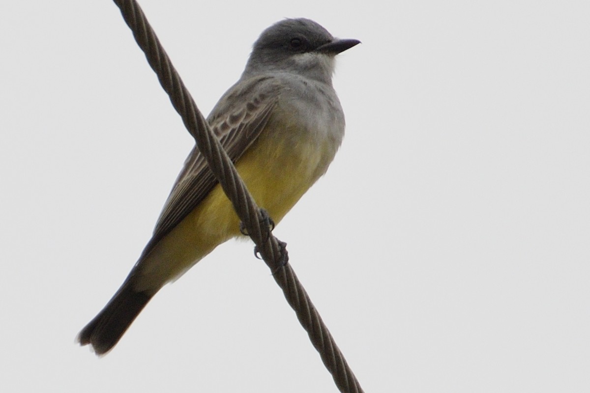 Cassin's Kingbird - ML124344541