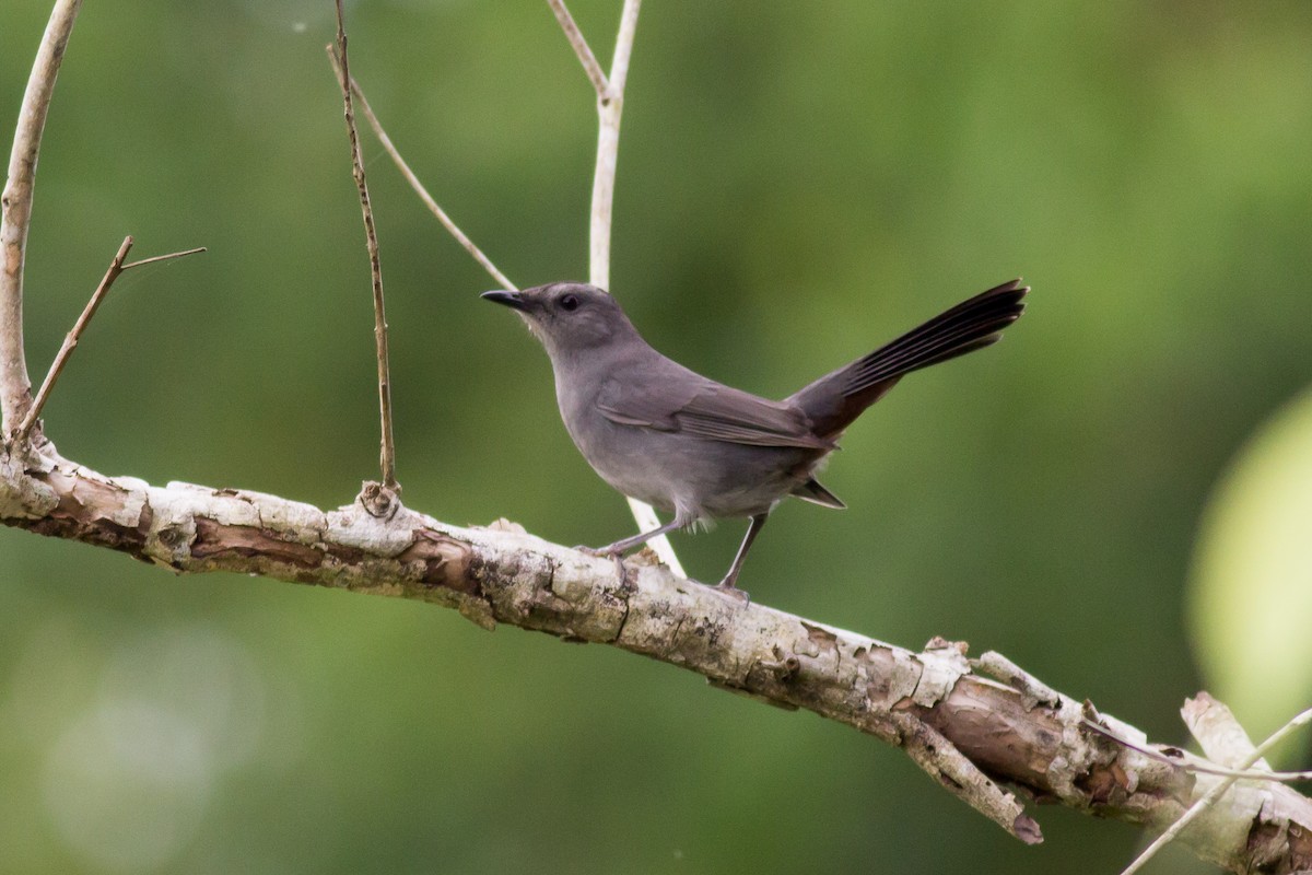 Gray Catbird - Francis Canto Jr