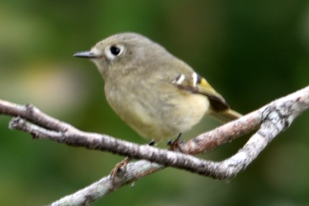 Ruby-crowned Kinglet - ML124344631