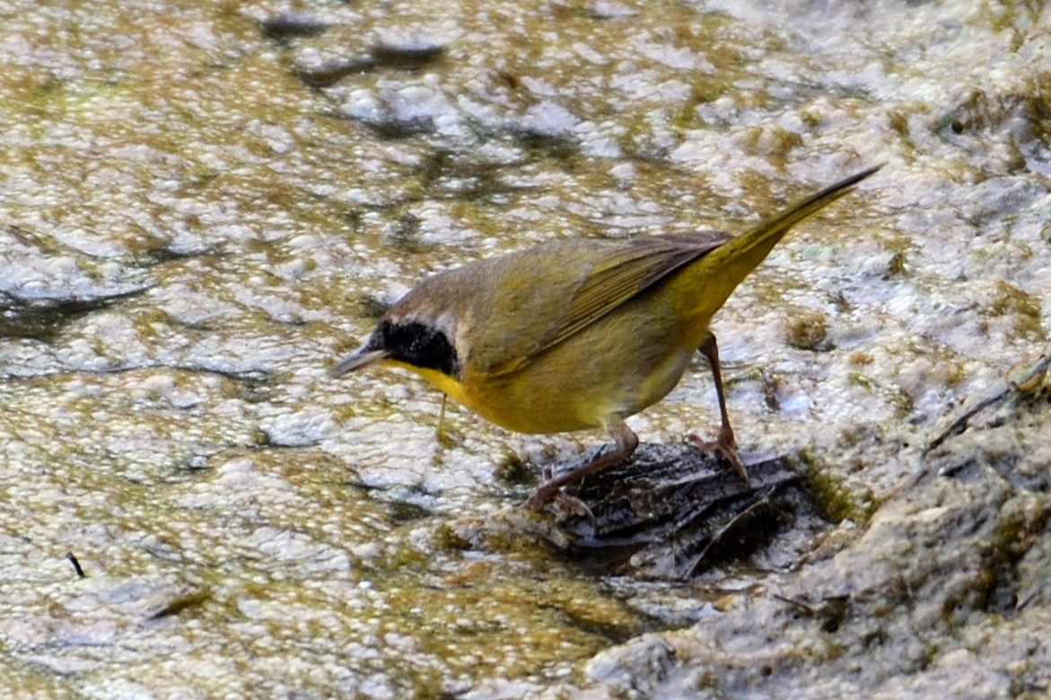 Paruline masquée - ML124344991