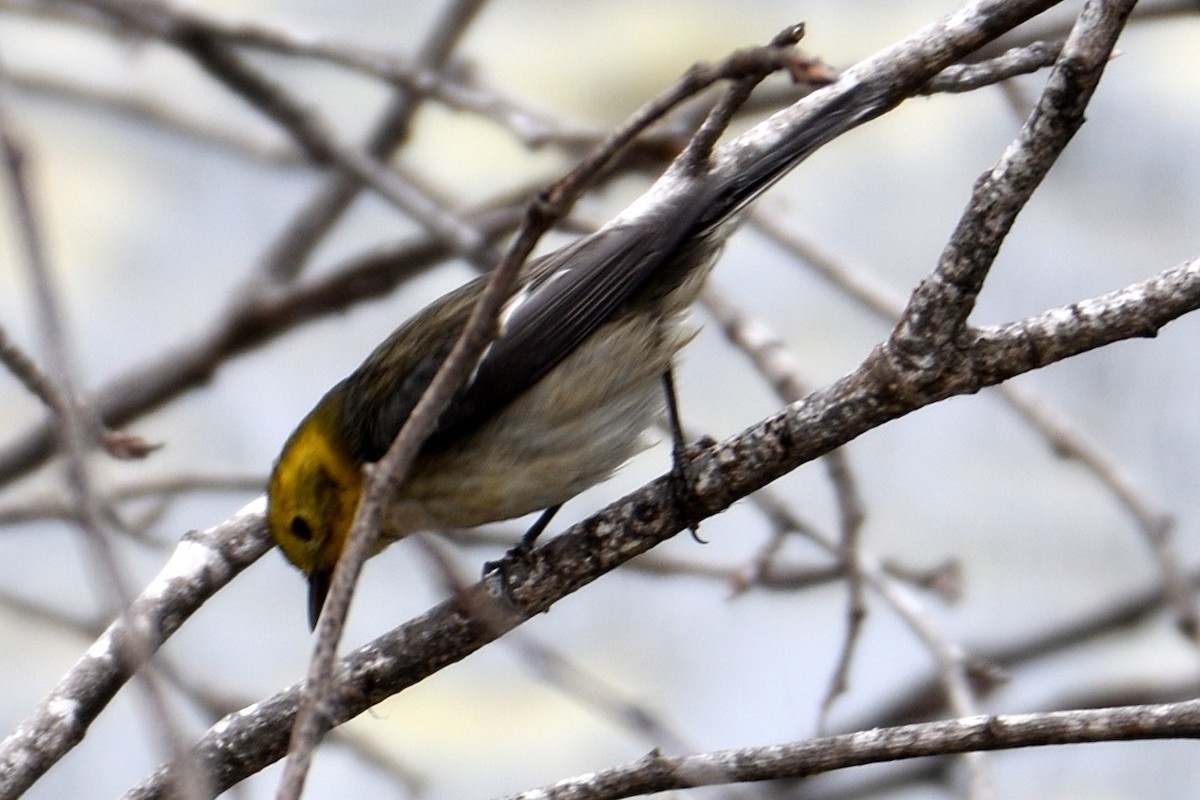 Hermit Warbler - ML124345171