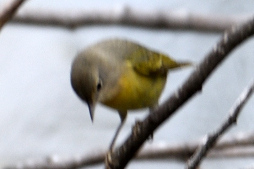 Nashville Warbler - John Doty