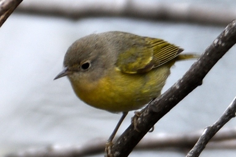 Nashville Warbler - John Doty