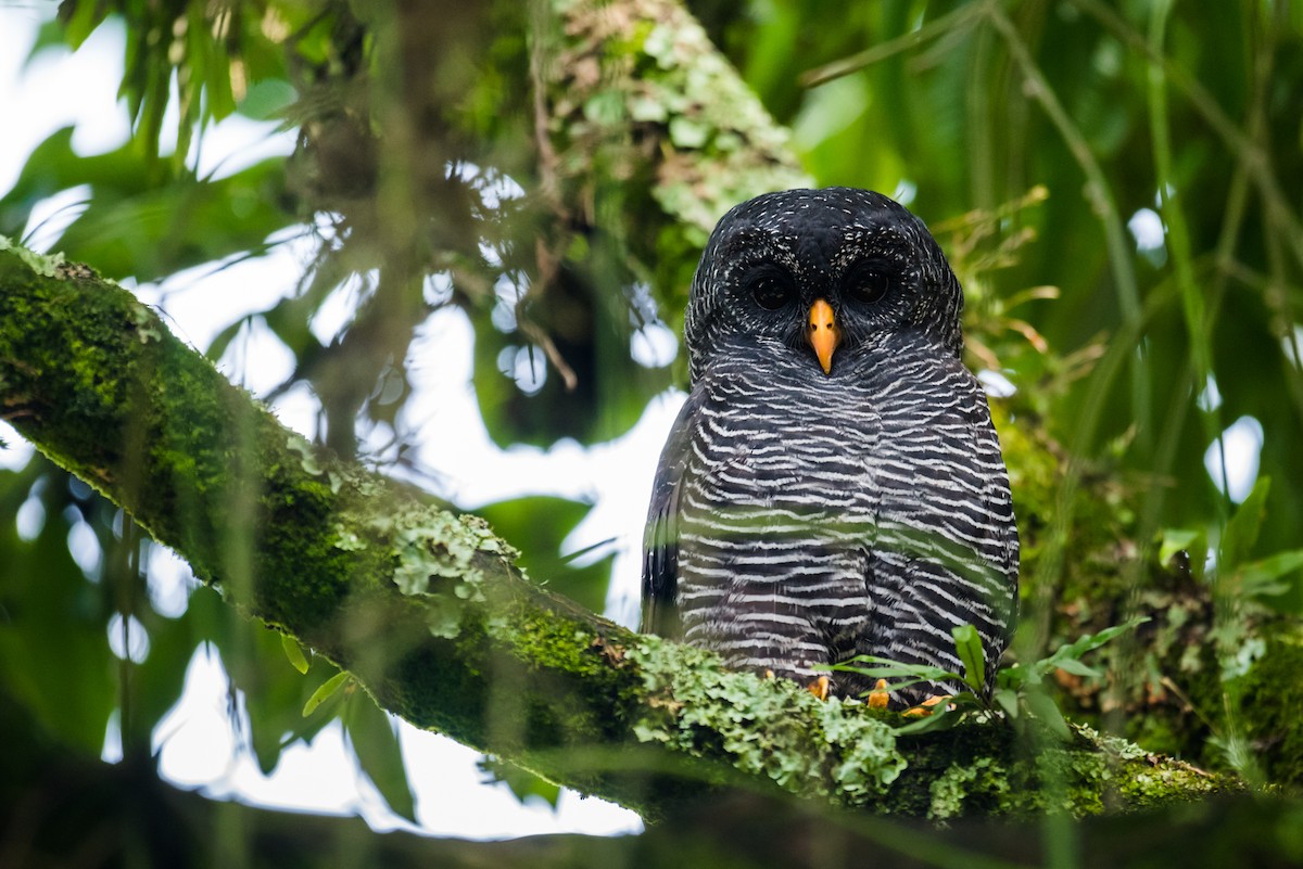 Black-banded Owl - Claudia Brasileiro