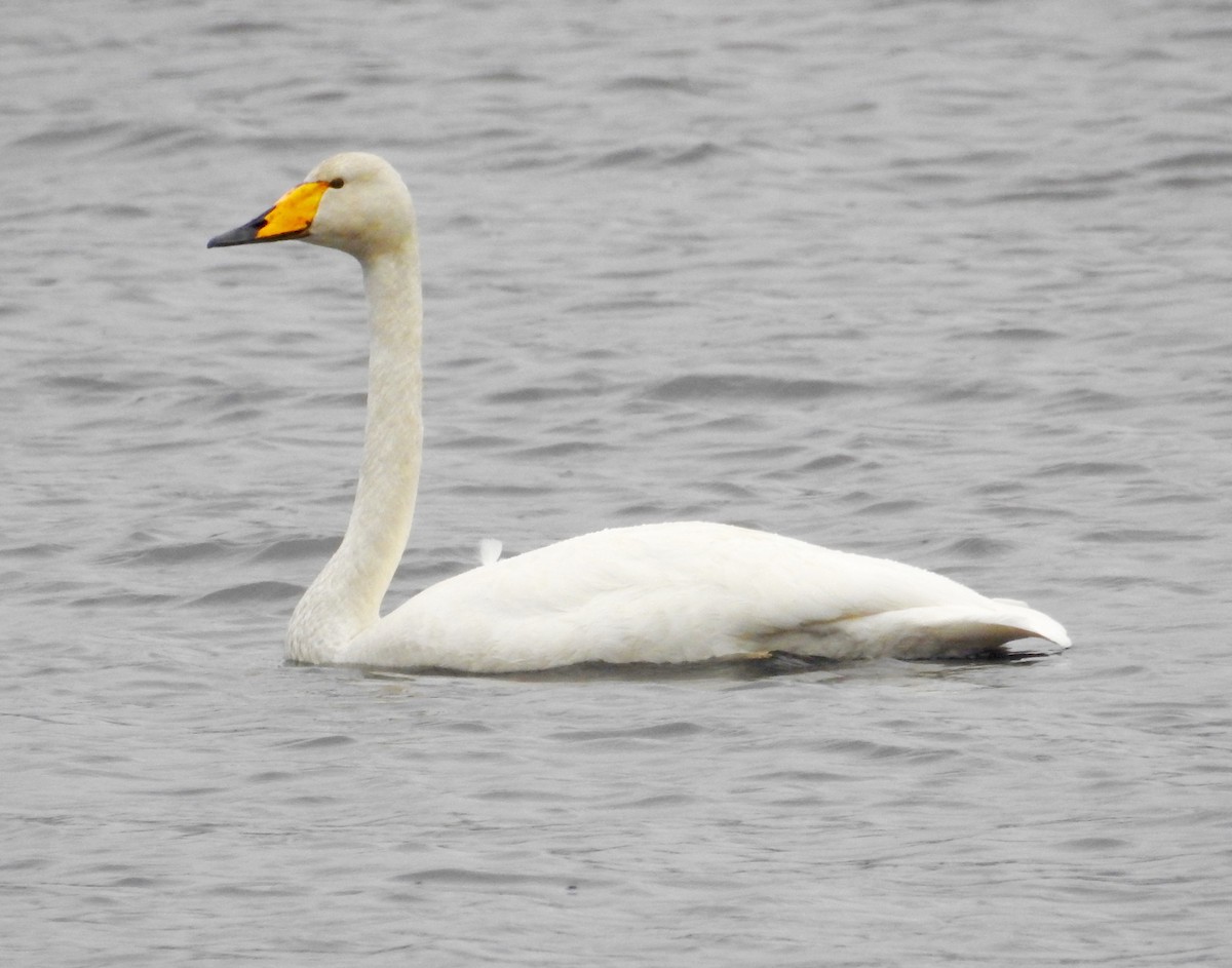 Whooper Swan - Mike Coulson