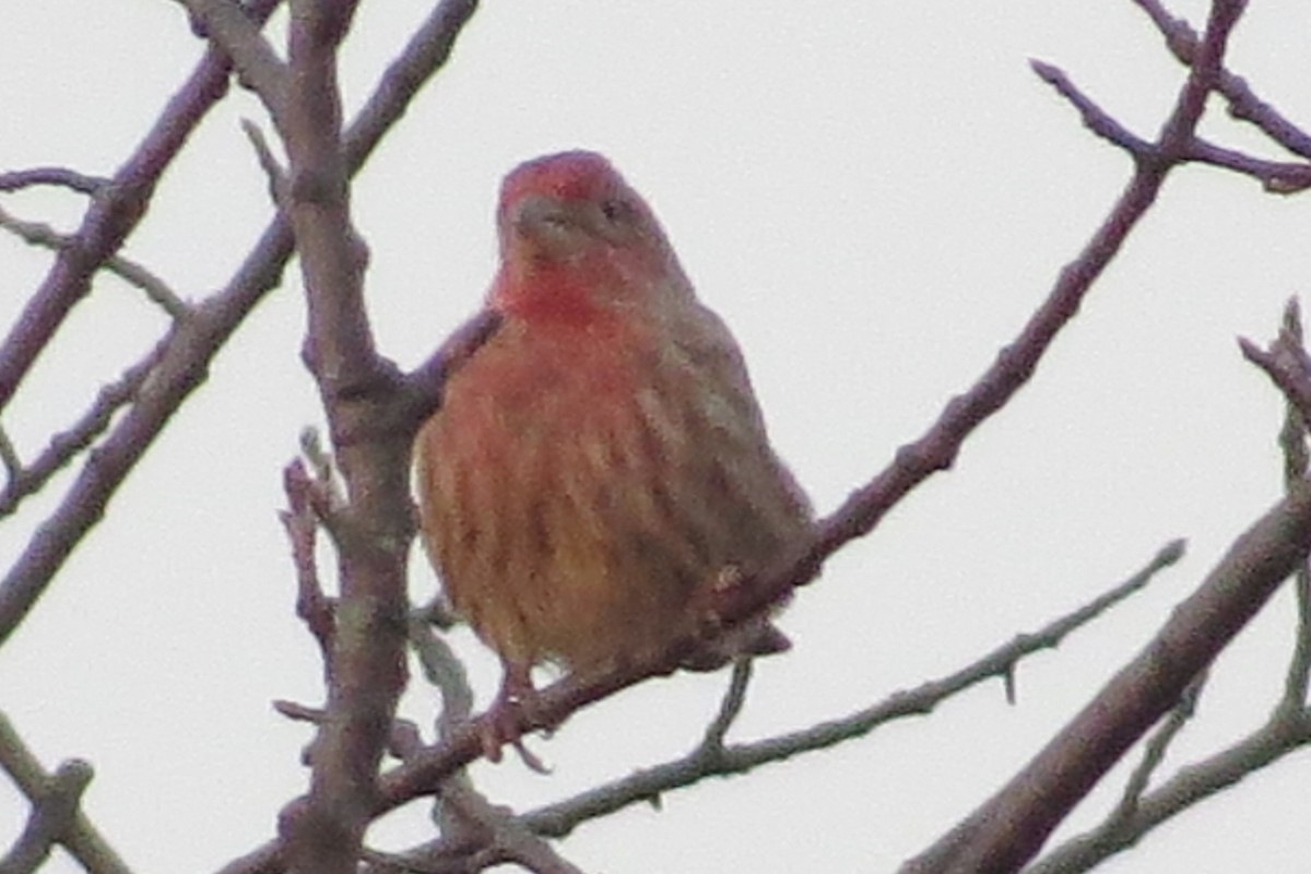 House Finch - ML124350041