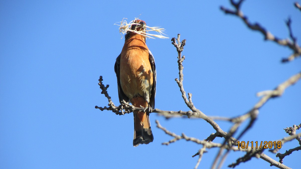 Rufous-tailed Plantcutter - Matías Garrido 🐧