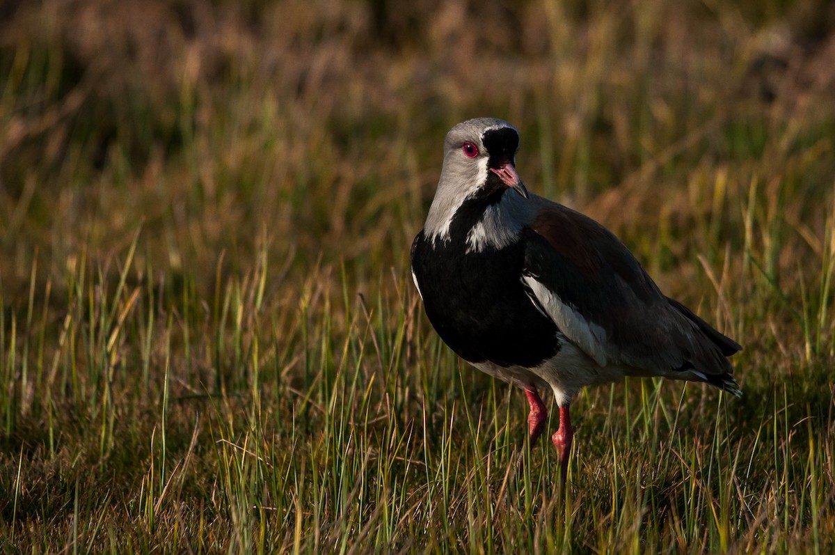 Southern Lapwing - ML124352451