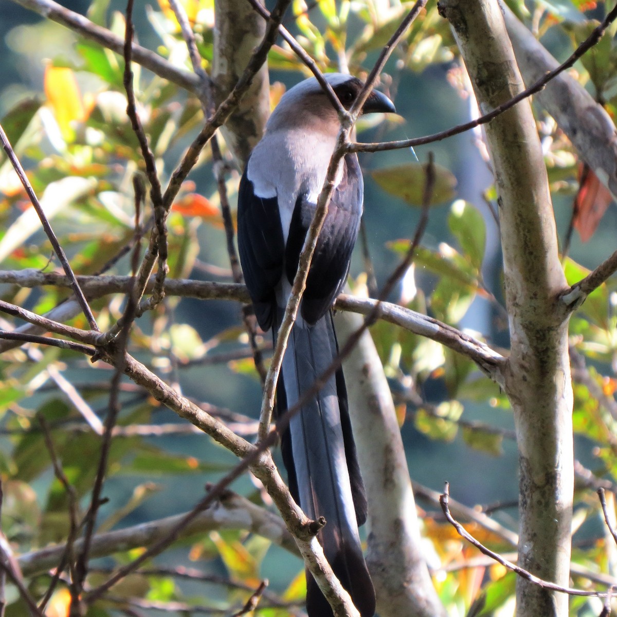 Bornean Treepie - Todd Pepper