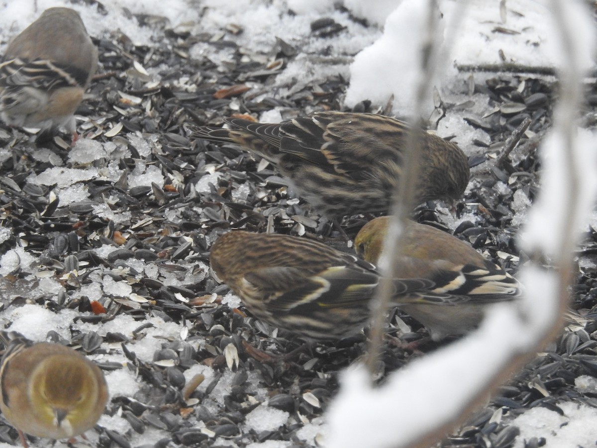 Pine Siskin - ML124356601