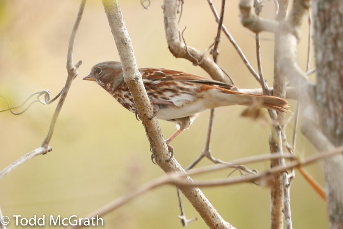 Fox Sparrow - ML124357211