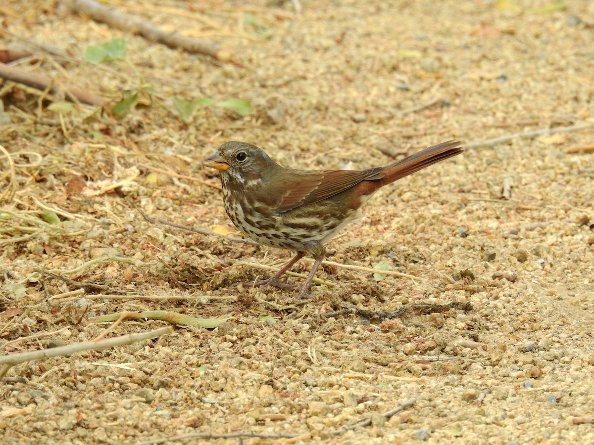 Fox Sparrow - Chuck Schussman