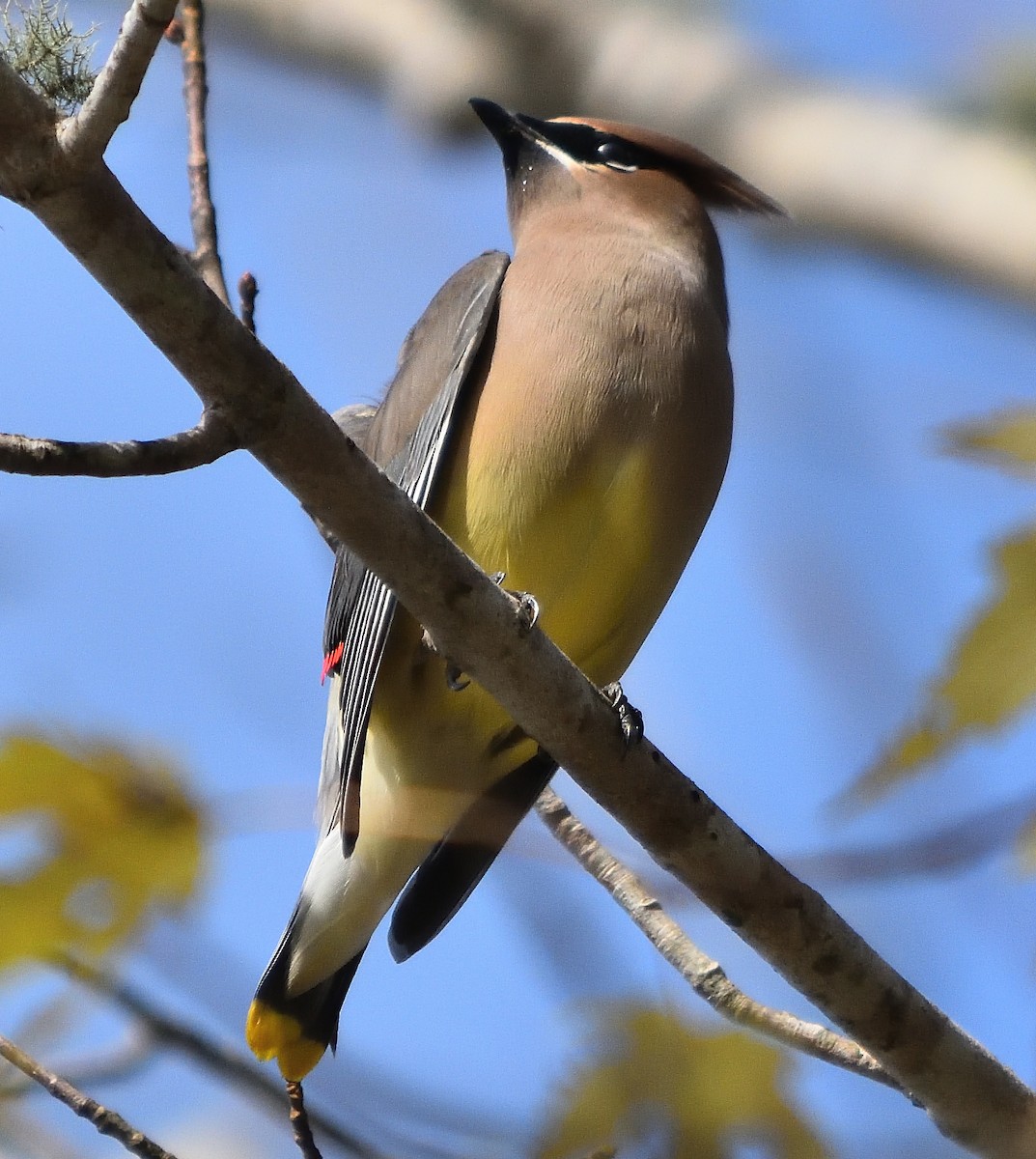 Cedar Waxwing - ML124358041