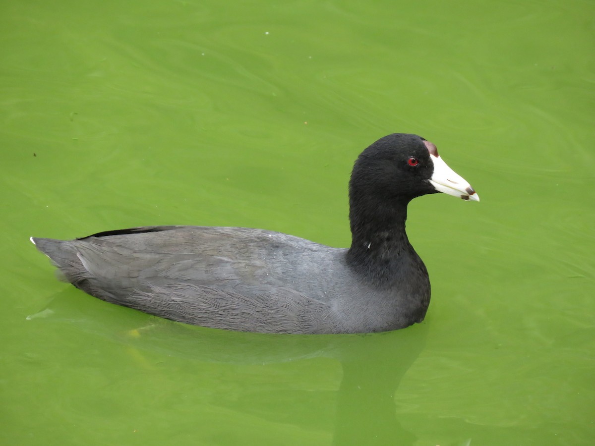 American Coot - Mark Goodwin