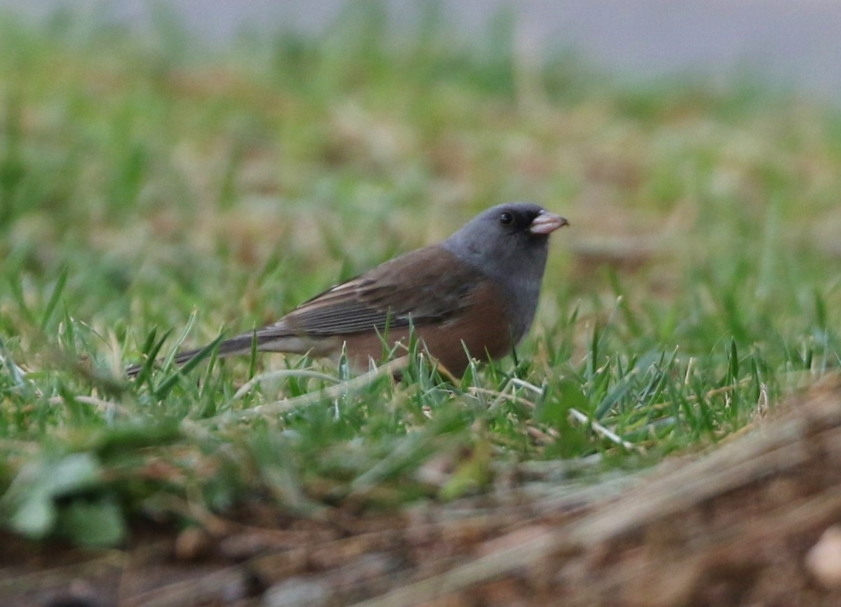 Dark-eyed Junco (Pink-sided) - Tom Benson