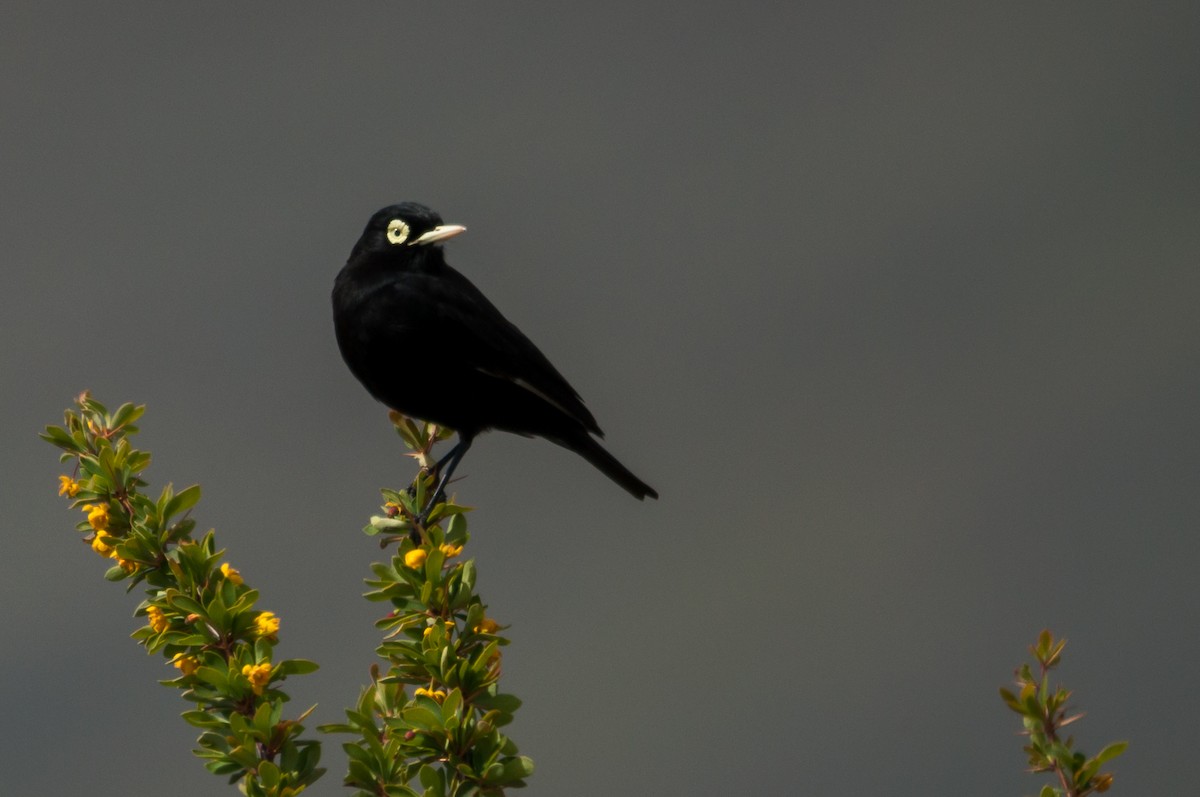 Spectacled Tyrant - ML124361661