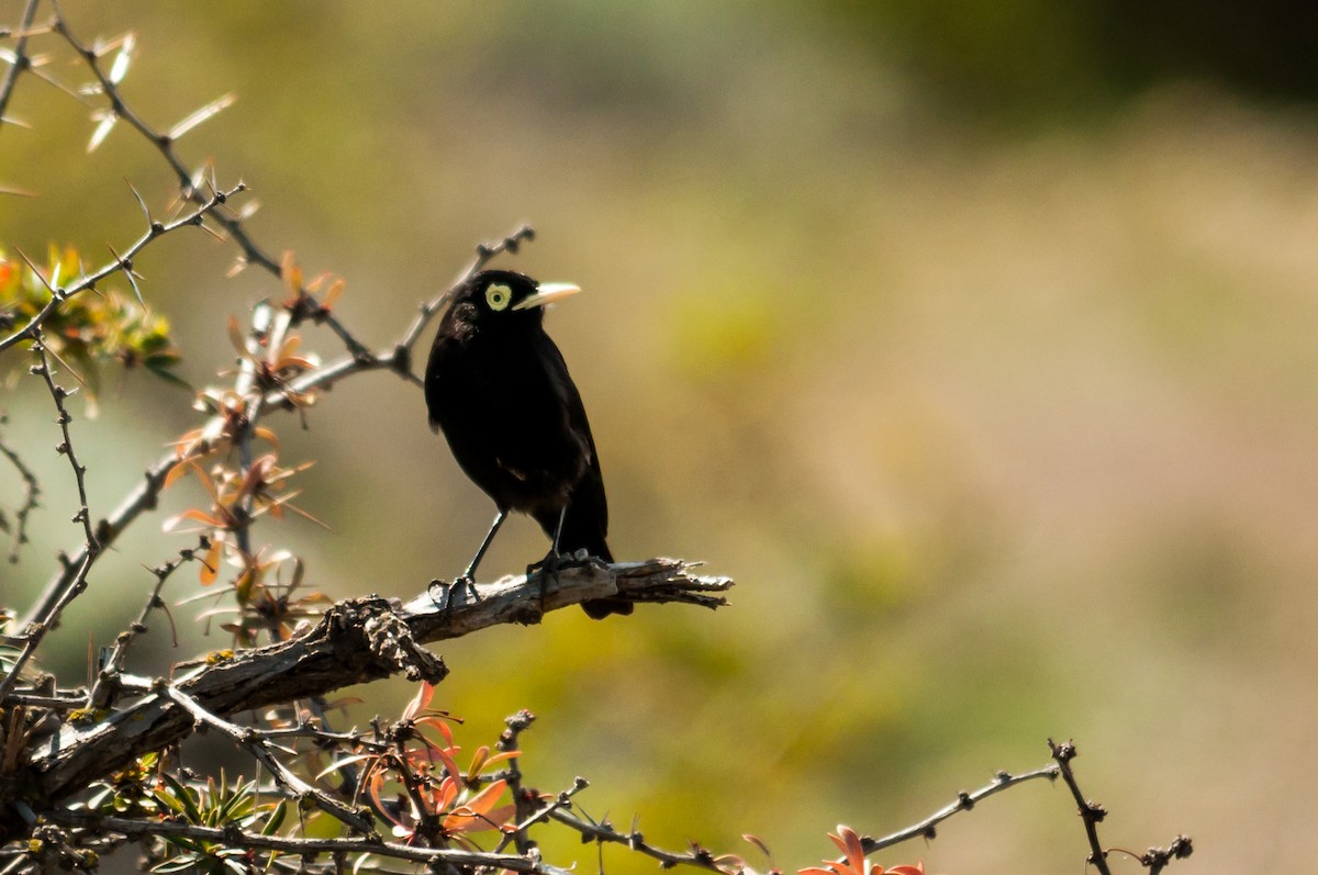 Spectacled Tyrant - ML124361691