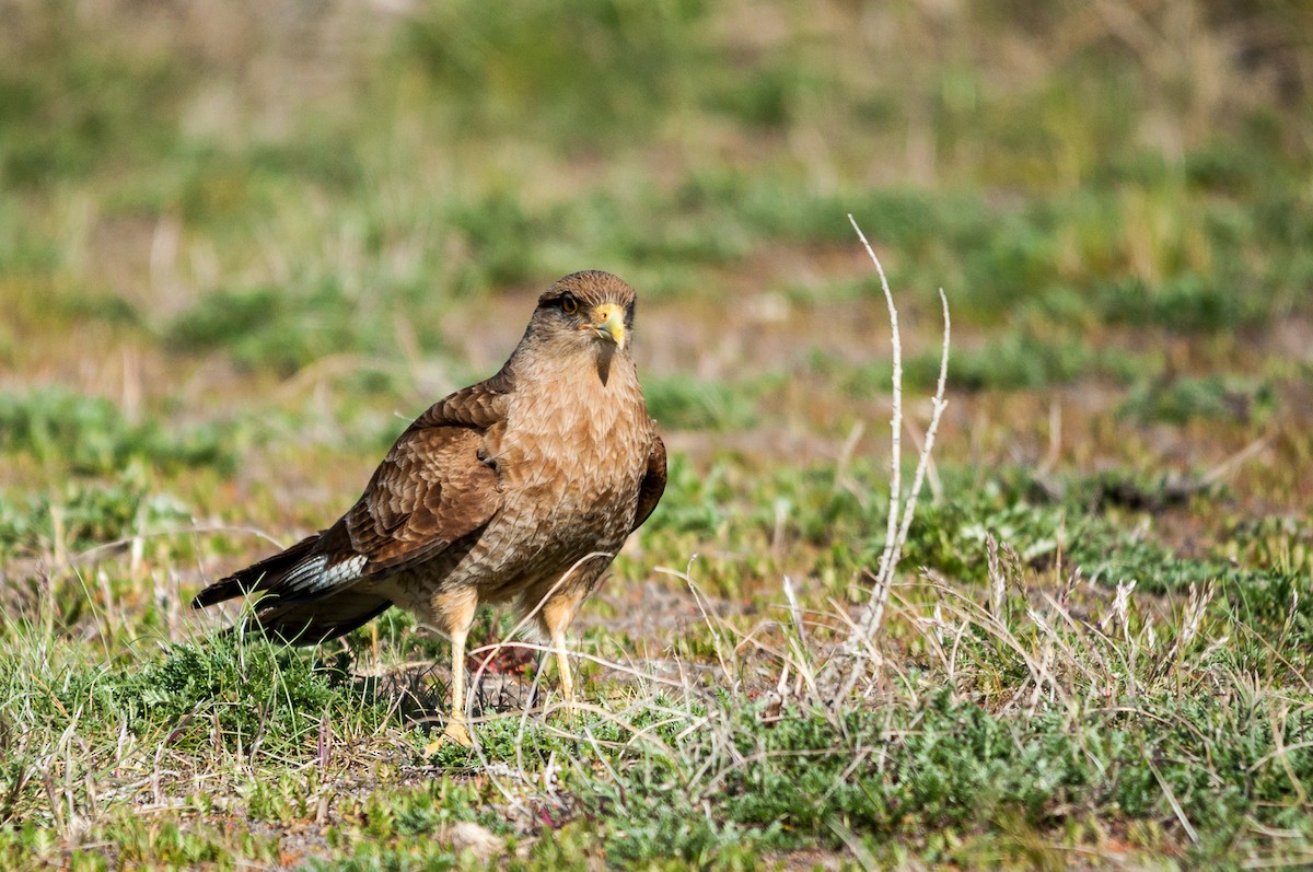 Chimango Caracara - ML124362641