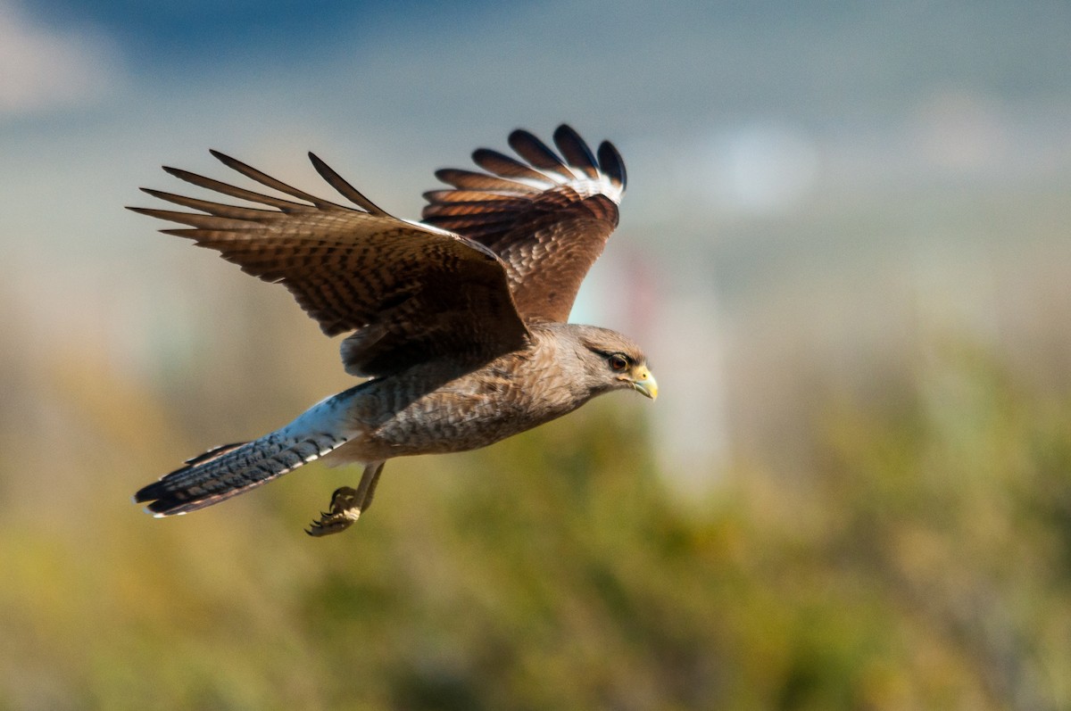 Chimango Caracara - ML124362671